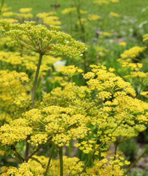 Ces Plantes Qui Br Lent La Peau